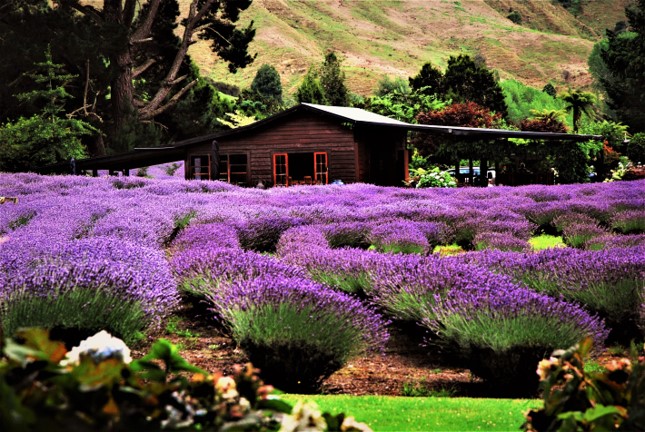 Lavender Farm_4