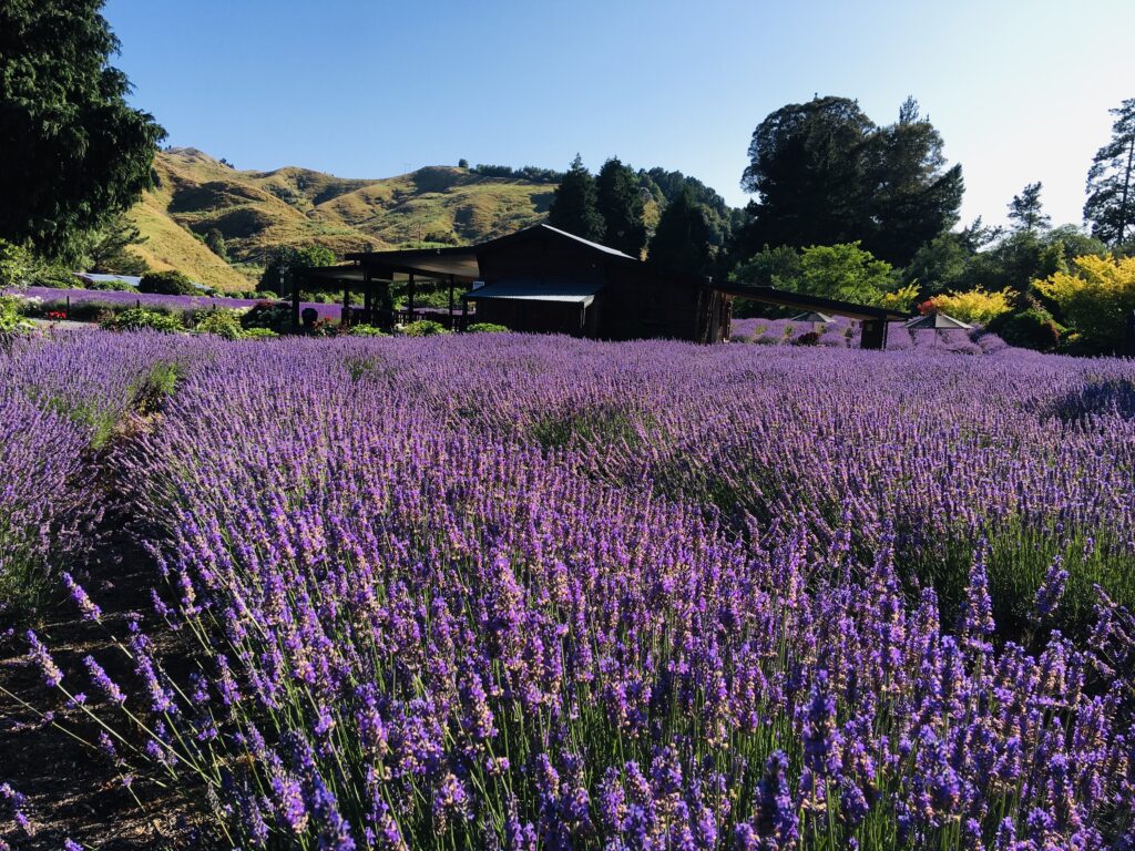 Lavender Farm 3