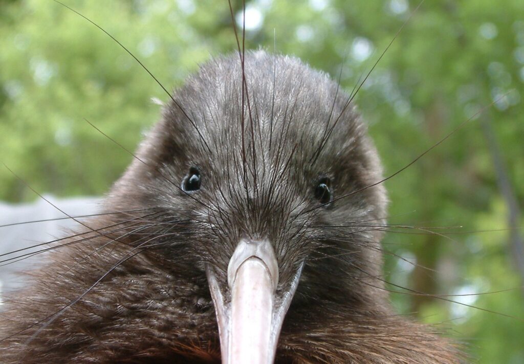 kiwi head